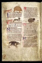 Hund som jager et piggsvin, rev som jager en kanin, katt som jager en mus osv., engelsk bestiarium, tidlig på 1200-tallet (vellum)