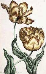 Dobbelt banner, 1759