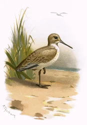 Dunlin