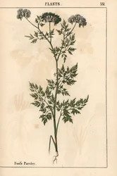Fool's persille Aethusa cynapium , fra "The Instructive Picturebook, or Lessons from the Vegetable World," [Charlotte Mary Yonge], Edinburgh