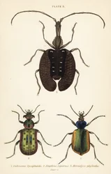 Skogslarvejeger, Calosoma sycophanta 1, jordbille, Elaphrus riparius 2 og fiolinbille, Mormolyce phyllodes 3