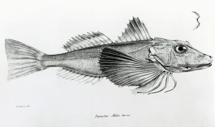 Galapagos Gurnard, plate 6 fra 