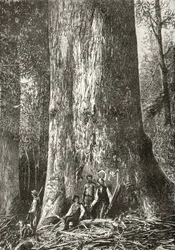 Giant Gum Tree, ca. 1880, fra 