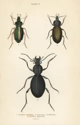 Gulljordløper, Carabus auratus 1, jordløper, Carabus clathratus 2, og stor svart jordløper, Tefflus megerlei