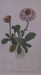 Great Double Daisy (Bellis perennis var. major flore pleno), tallerken 228 fra William Curtis