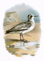Grå Phalarope
