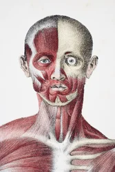Hode og skuldre av den mannlige menneskekroppen som viser muskler sener og bein, fra The Vessels of the Human Body, redigert av Jones Quain og William Wilson, utgitt av Taylor og Watson, London i 1837