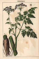 Hemlock eller Conium maculatum , fra "The Instructive Picturebook, or Lessons from the Vegetable World," [Charlotte Mary Yonge], Edinburgh