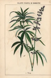 Hamp med blå blomster  , fra "The Instructive Picturebook, or Lessons from the Vegetable World," [Charlotte Mary Yonge], Edinburgh