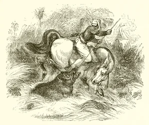 Hvordan jaktes villsvin