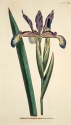 Iris Spuria Spurios Iris, pub. 1790 håndfarget gravering.
