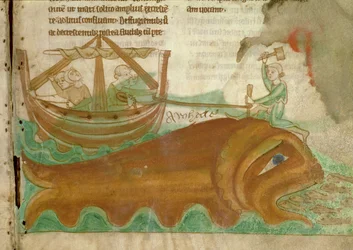 MS.254.f33r En hval med en sjømann som hamrer en stake inn i hodet, detalj fra et engelsk bestiarium, tidlig på 1200-tallet (vellum)