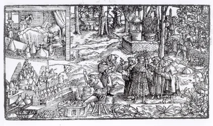 Medisinsk urtedyrking, 1531