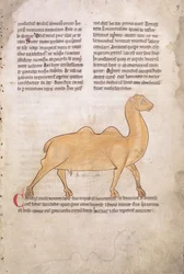 Ms.254 f.9r Kamel fra et bestiarium på latin, engelsk, tidlig på 1200-tallet (manuskript)