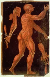 Ms Hunter 364 Tabell VIII Disseksjon, fra Anatomical Tables, av John Banister (1540-1610) (olje på brunt papir)