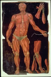 Hunter 364 Table VII Dissection, from Anatomical Tables, av John Banister (1540-1610) (olje på brunt papir)