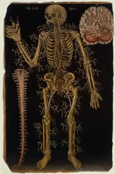 Hunter 364 Table VI Dissection, from Anatomical Tables, av John Banister (1540-1610) (olje på brunt papir)