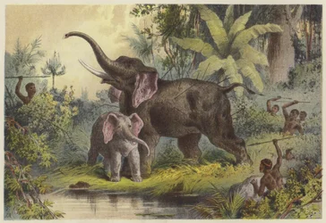 Innfødte som spyd en elefant