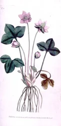 Noble Liverwort (Anemone hepatica), tallerken 10 fra William Curtis 