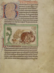 Northumberland Bestiary, ca. 1250-60 (fargede vasker og blekk på pergament)