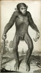 Orang-Outang, sive Homo Sylvestris: eller, anatomien til en pygmie sammenlignet med den til en ape, en ape og en mann ...