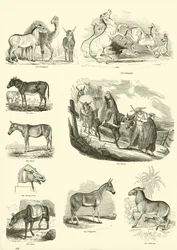 Side fra The Pictorial Museum of Animated Nature