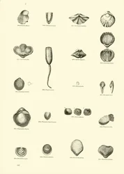 Side fra The Pictorial Museum of Animated Nature