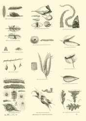 Side fra The Pictorial Museum of Animated Nature