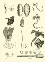 Side fra The Pictorial Museum of Animated Nature