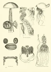 Side fra The Pictorial Museum of Animated Nature