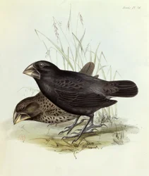 Par Geospiza Magnirostris, fra The Zoology of the Voyage of H.M.S. Beagle 1832-36 av Charles Darwin (1809-92), 1840 London