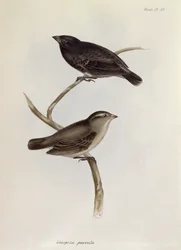 Par Geospiza Parvula, illustrasjon fra Zoology of the Voyage of H.M.S. Beagle, 1832-36, av Charles Darwin (1809-92), 1840
