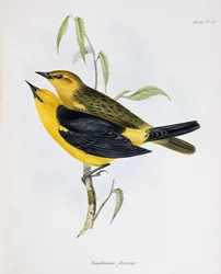 Et par Xanthornus Flaviceps, illustrasjon fra Zoology of the Voyage of H.M.S. Beagle, 1832-36, av Charles Darwin (1809-92), 1840