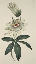 Passiflora Caerulea (Common Passion Flower), fra The Botanical Magazine eller Flower Garden Displayed, pub. 1786 (håndfarget gravering)