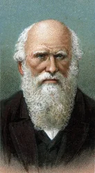Portrett av Charles Robert Darwin (1809-1882) - Fra serien "" Leaders of Men"" - Chromolithography - English School, 20. århundre -