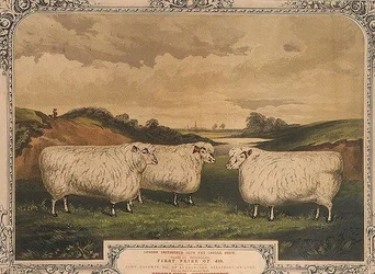 Pris Cotswold-sau, matet med mat krydret med Thorleys krydder, til minne om London Smithfield-klubbens fete storfeshow, gravert av M. Gauci (fl.1810-46) ca. 1840 (litho)