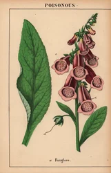 Lilla revehanske  , fra "The Instructive Picturebook, or Lessons from the Vegetable World," [Charlotte Mary Yonge], Edinburgh