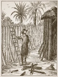 Robinson Crusoe bygger buen sin, illustrasjon fra The Story of Robinson Crusoe: En tilpasning for barn etter Defoes-språket, pub. av Griffith Farran Browne & Co. Limited, London