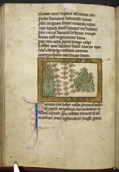 Royal MS 12 C XIX, f.24v Ants, fra 