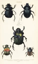 Hellig skarabé, Scarabaeus sacer 1, møkkbiller, Onthophagus nuchicornis 2, Coprophanaeus lancifer 3, Sulcophanaeus carnifex 4, og jordgravende møkkbille, Geotrupes stercorarius 5