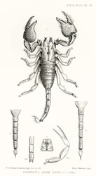 Scorpions from Somaliland, illustrasjon fra The Hope Reports, Vol. II, 1897-1900., redigert av Edward B. Poulton, Oxford, 1901