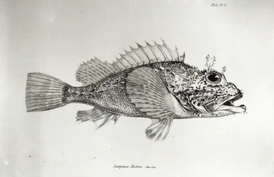 Skorpionfisk, plansje 8 fra «Zoologien fra H.M.S. Beagles reise, 1832-36» av Charles Darwin