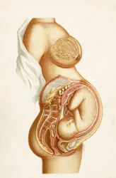 Semi-diagrammatisk seksjon av en graviditet på heltid som viser fosterets stilling i utero, fra Handbook of Obstetric Nursing, publisert i 1889