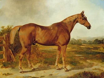Silvertail, Portrait of a Horse (olje på lerret)