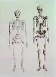 Skjeletter av Australopithecus Boisei og Homo Sapiens
