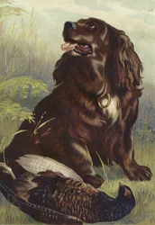 Spaniel og fasan