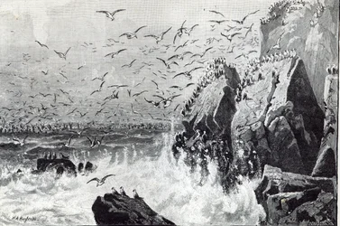 The Haunt of the Gulls, fra 