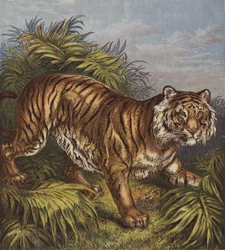 Tiger (farge litho)