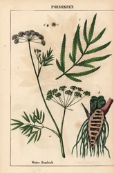 Vannhemlock som viser blader, rotstruktur og blomster. Cicuta virosa   , fra "The Instructive Picturebook, or Lessons from the Vegetable World," [Charlotte Mary Yonge], Edinburgh