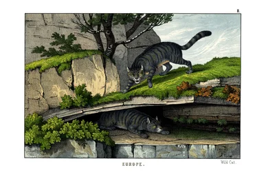 Villkatt